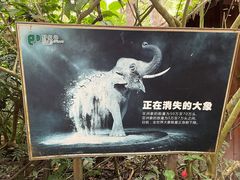 -野象谷景区