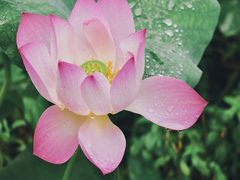 -云溪植物园