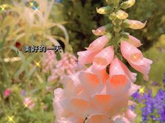 -深圳市中科院仙湖植物园