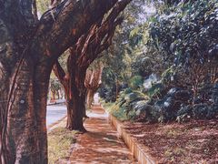 -银湖山郊野公园-相思林