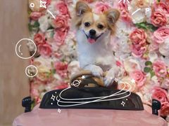 -百好乐宠物友好餐厅(朝外大街店)