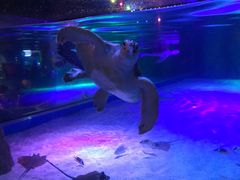 -暹罗海洋世界