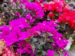 -大自然花鸟鱼虫市场