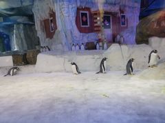 -芜湖新华联大白鲸海洋公园