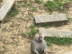 -上方山森林动物世界