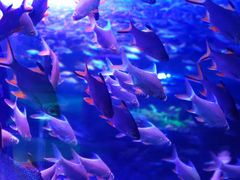 -成都浩海立方海洋公园