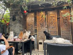 -喵屿·大理花园猫咖