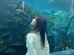 -合肥海洋世界