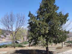 -北京西山国家森林公园