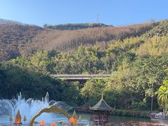 -西双版纳原始森林公园