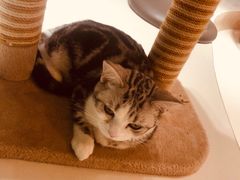 -飞行喵MR PILOT|猫舍·猫咖(静安大融城店)