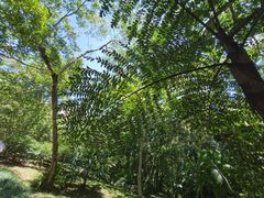 -中国科学院西双版纳热带植物园