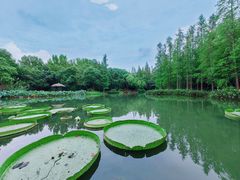 -上海滨江森林公园