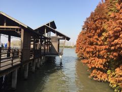 -溱湖国家湿地公园