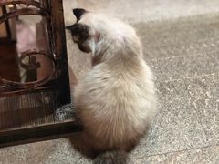-more than meow吴止猫主题餐厅(承德 中船汇店)