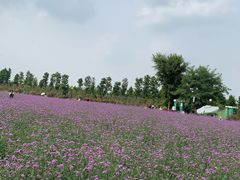 -荷兰花海