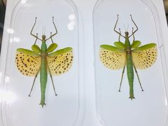 -上海昆虫博物馆