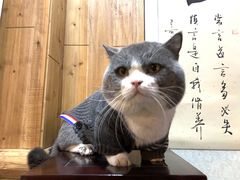 -福尔喵斯探案馆实景搜证·沉浸式剧本杀