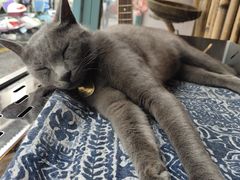 -喵屿·大理花园猫咖