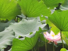 -成都杜甫草堂博物馆