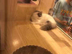 -屋虎猫馆(宝安大仟里店)
