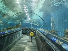 -上海海洋水族馆
