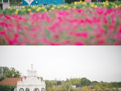 -杭州湾海上花田景区
