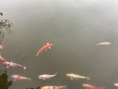 -深圳东部华侨城茵特拉根酒店