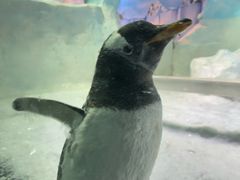 -海合安成都极地海洋公园