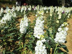 -松山湖梦幻百花洲