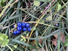 -樱桃山旅游景区