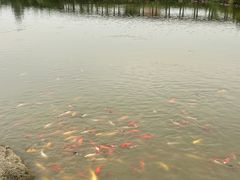 -池杉湖湿地公园