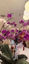 -Dr.林醫生产后修复·配方产康(南京江宁万达店)