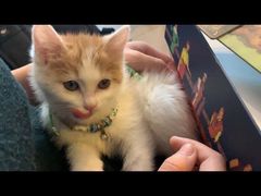-平行世界·猫咖(首经贸店)