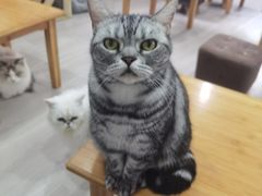 -卿云猫阁猫咖