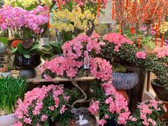 -双季花艺园艺市场(浦东店)