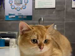 -美联众合宠物医院·爱萌分院·内外科·猫科中心