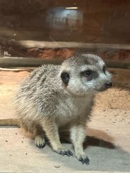 -酷嗒动物文化乐园(cutezoo西溪乐天城店)