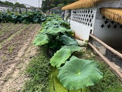 -金稼园·金平湖农家菜