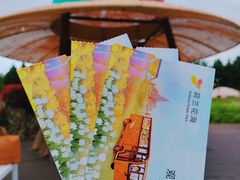 -荷兰花海
