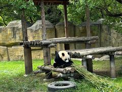 -上海野生动物园