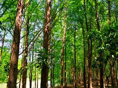 -上海海湾国家森林公园