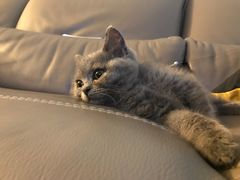 -猫大福·Fortune Cat猫舍(百子湾店)