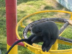 -西霞口神雕山野生动物世界