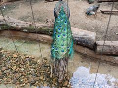 -海南热带野生动植物园