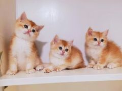 -十年猫舍·猫咪专门店(普陀店)