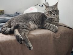 -瑞鹏宠物医院·骨科·猫科·内科(第一中心)