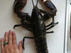 -毕家疃综合市场