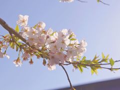 -鸡鸣寺