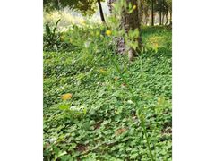 -南宁良凤江国家森林公园